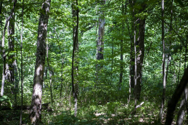 80 ACRES COUNTY ROAD V, DEERFIELD, WI 54943, photo 2 of 10