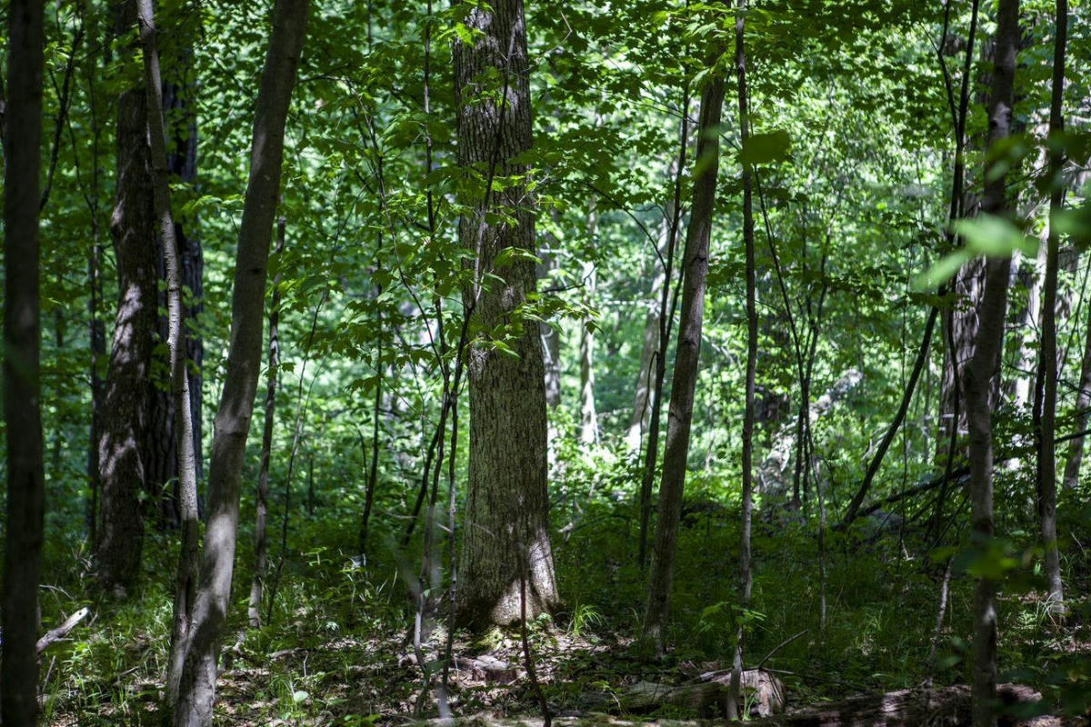 80 ACRES COUNTY ROAD V, DEERFIELD, WI 54943, photo 1 of 10