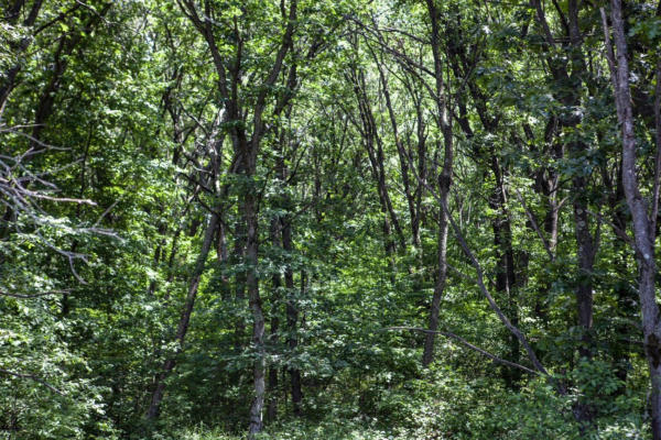 80 ACRES COUNTY ROAD V, DEERFIELD, WI 54943, photo 3 of 10